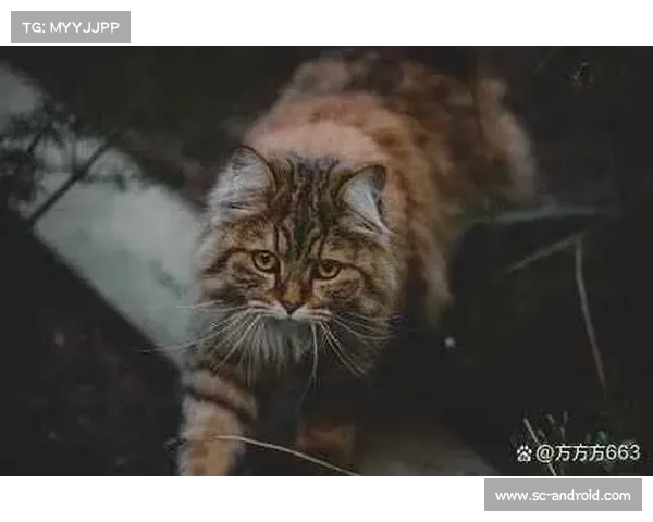 巴舒亚伊语言的独特魅力揭秘：探索这一鲜为人知的语言世界